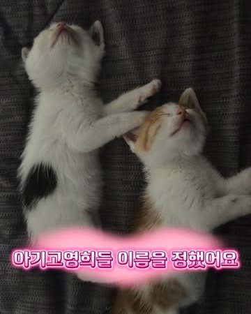 kitten adoption cute kittens for sale kitten adoption near me