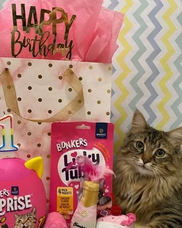 cat birthday gift ideas Bonkers cat treats cat birthday party supplies
