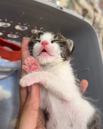 best kitten food kitten milk replacer newborn kitten for sale