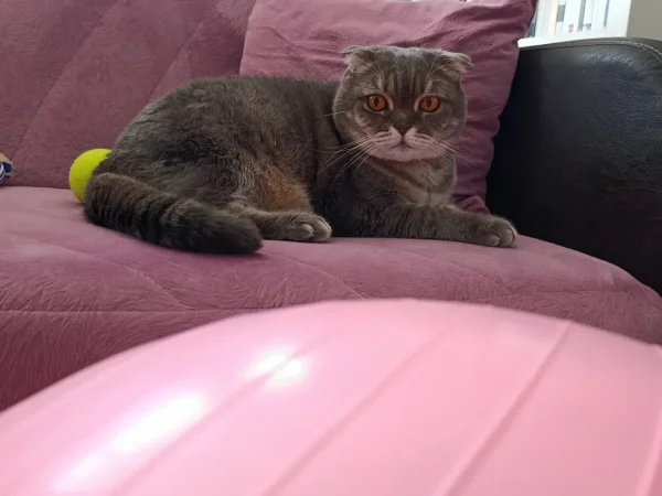 pilates ball for cats cat exercise equipment pink pilates ball