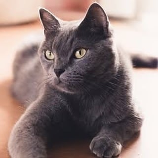 buy cat toys cat litter box for sale best cat food brands