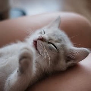 buy kitten kitten for sale best cat toys