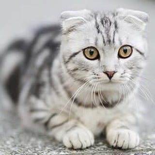 buy Scottish Fold kitten Scottish Fold cat for sale best cat breed for pets