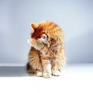 cat toys for sale best cat litter box buy cat food online