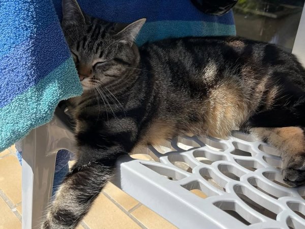 cat tanning bed outdoor cat lounge cat sunbathing chair