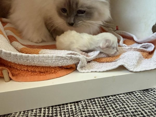 buy Birman kitten Birman cat for sale kitten adoption