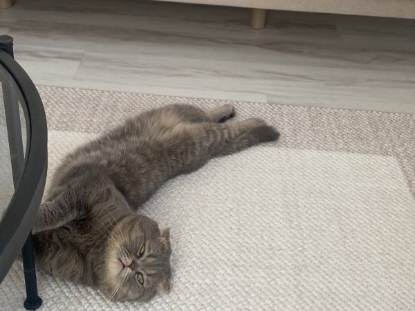 cat bed for sale best cat rug soft carpet for cats