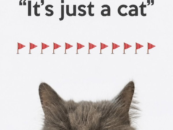 cat supplies for sale best cat toys cat grooming products