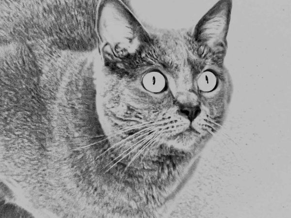 Chartreux cat for sale buy Chartreux cat Chartreux cat breed