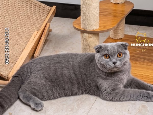Scottish Fold cat for sale blue Scottish Fold cat buy Scottish Fold kitten