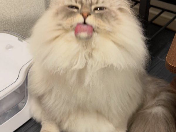 buy Siberian cat Siberian cat for sale Neva Masquerade cat breed
