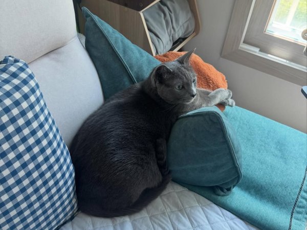 Russian Blue cat cat cushion cat bed