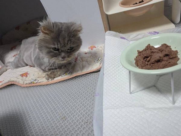 cat with hydrocephalus treatment hydrocephalus cat food special diet for sick cats