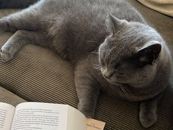 British Shorthair cat for sale cat bedding comfort best cat books