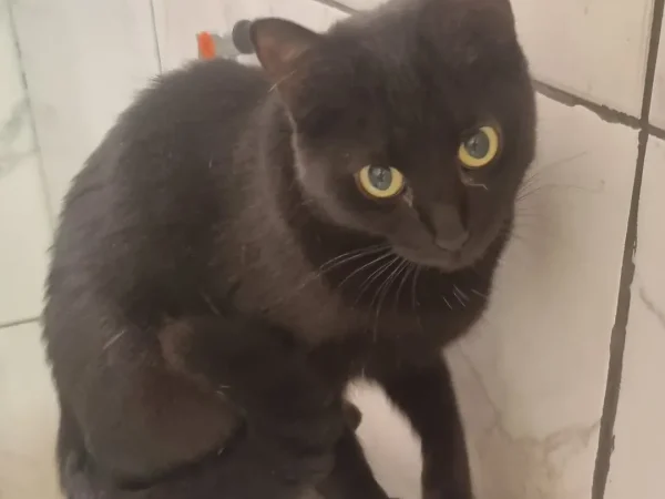 black cat for sale cat adoption near me pet cat supplies