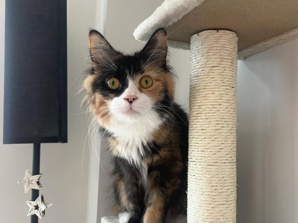 cat tree for sale best cat scratching post cat furniture review
