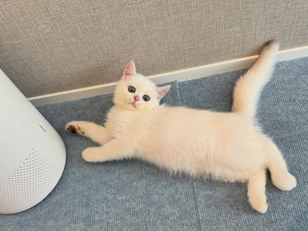 British Shorthair cat for sale white kitten adoption best cat breed for home