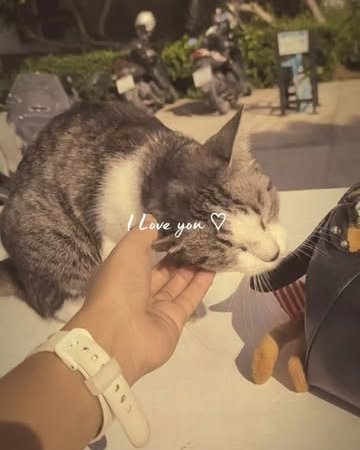 cat adoption pet travel accessories cat carrier for travel
