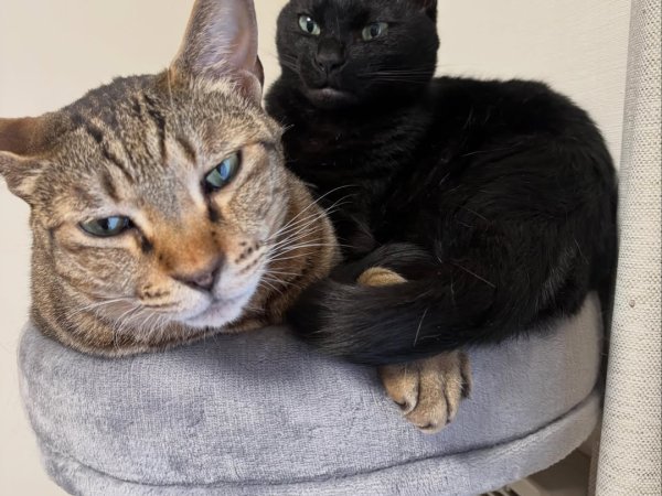 cat tree for multiple cats cat perch with cushion best cat tree for two cats