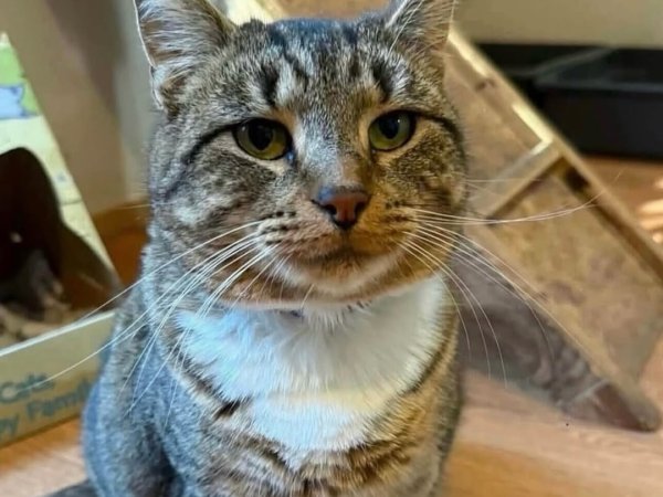 adopt a cat rescue cat for adoption tabby cat adoption