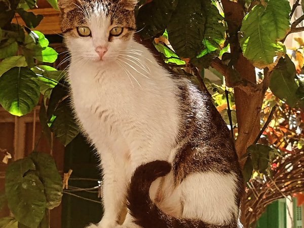 cat toys for outdoor cats best cat tree for garden outdoor cat house for sale
