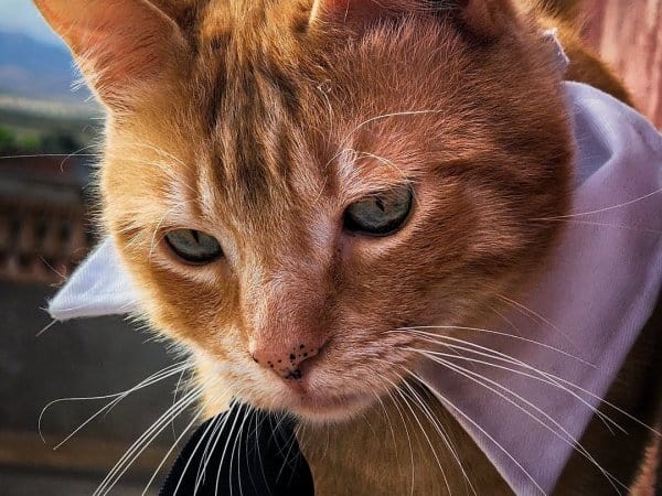 cat costume for sale James Bond cat costume 007 cat outfit