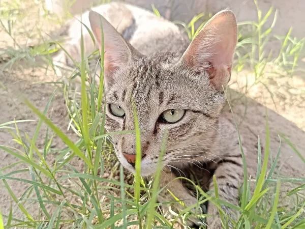 cat toys for outdoor cats best cat grass for pets outdoor cat care products