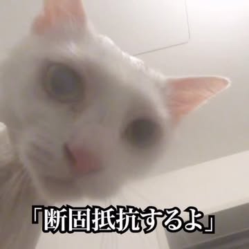 best cat shampoo how to bathe a cat cat bathing tips