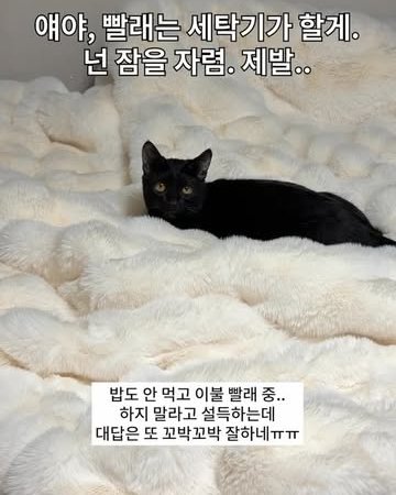 fluffy white blanket best cat blanket black cat bedding