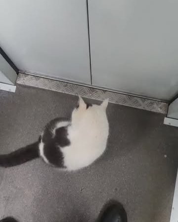 cat behavior cat video cat in elevator