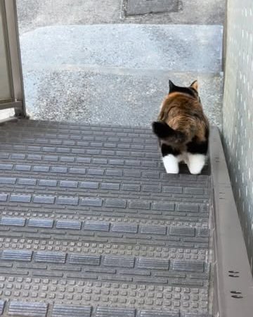 street cat urban cat outdoor cat