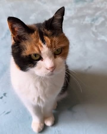 calico cat for sale buy calico cat cat bed
