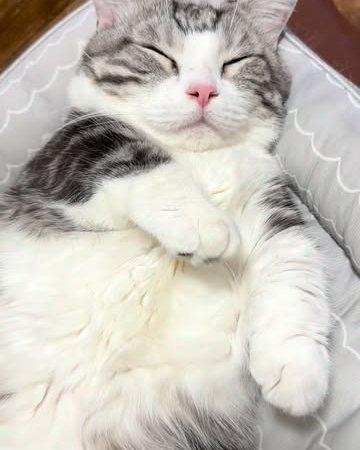 cat bed for sale best cat bed soft cat bed