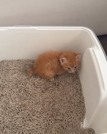 clumping cat litter buy cat litter online pet supplies for kittens