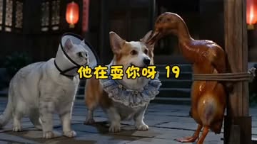 corgi dog costume funny pet video pet costume ideas