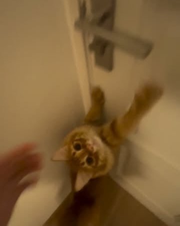 cat products cat accessories cat toys