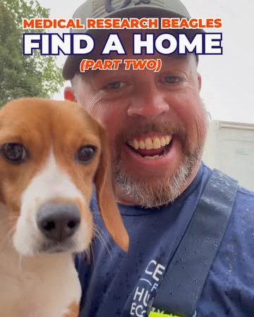 buy beagle puppy Captain Bobby adopt a dog