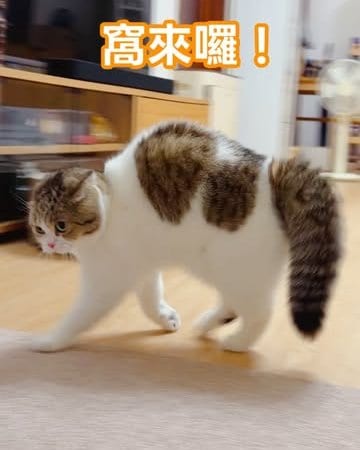 cat toys for indoor cats interactive cat toys buy cat toys online