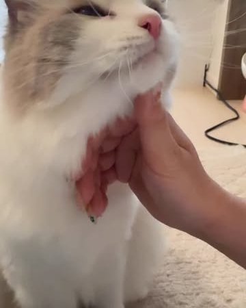 best cat food cat grooming products cat litter box