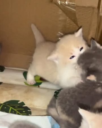 kitten grooming kit kitten for sale fluffy kittens