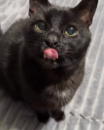 black cat pet cat cat for sale