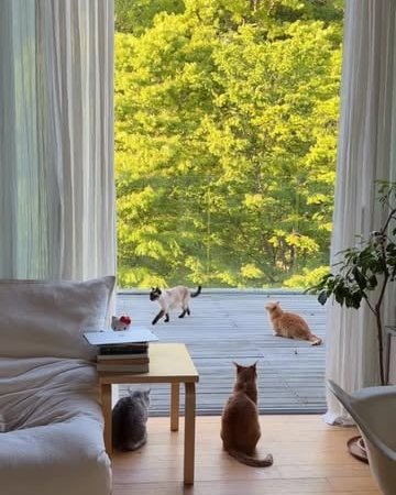 cat-friendly home design wooden floor living room cat furniture for home