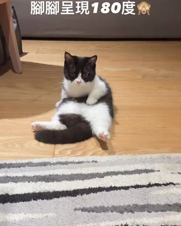 black and white cat funny cat video cat accessories