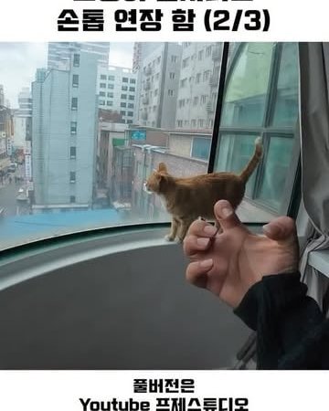 cat petting video cute cat content orange tabby cat