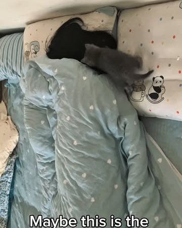 cute bedding set cartoon animal pillowcases kitten bed